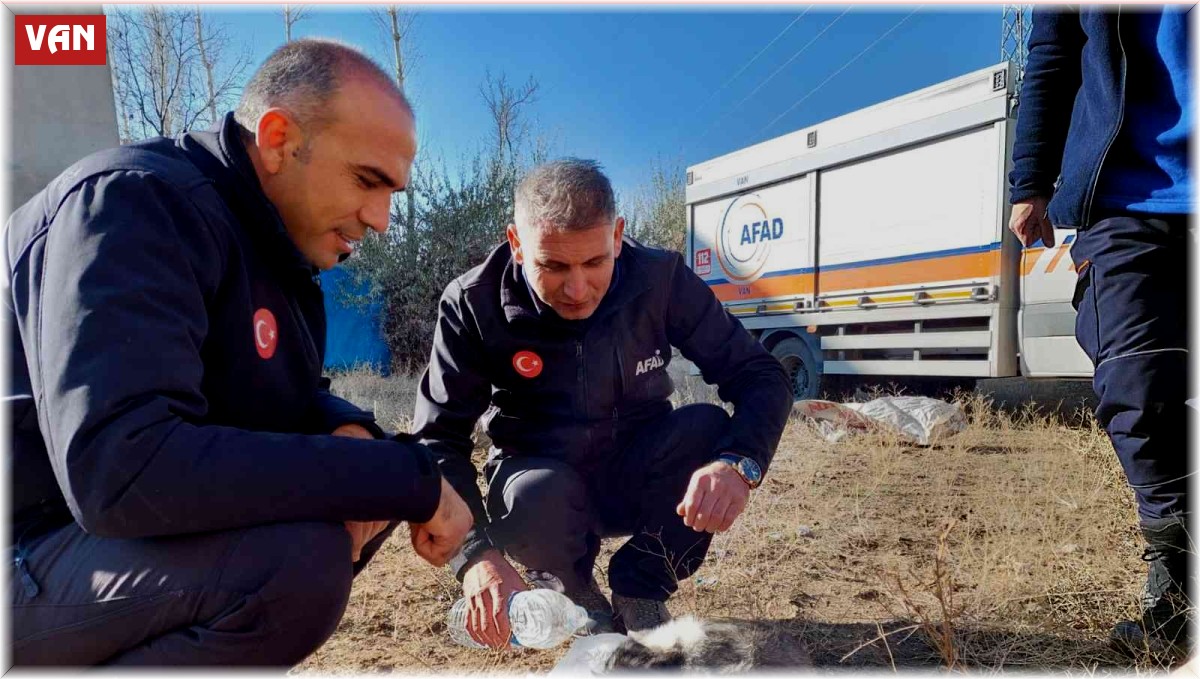 Van'da 20 metrelik kuyuya atılan 2 yavru köpek AFAD ekipleri tarafından kurtarıldı