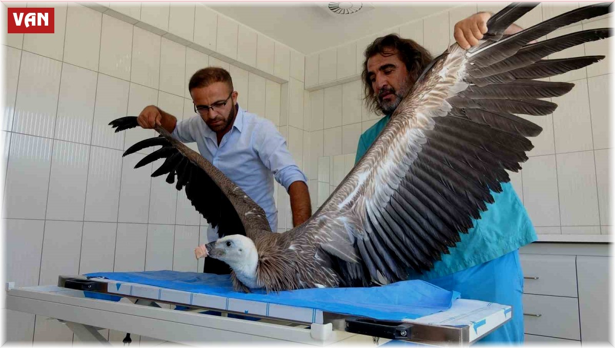 Van'da 200 yaban hayvanı tedavi edilerek doğaya kazandırıldı