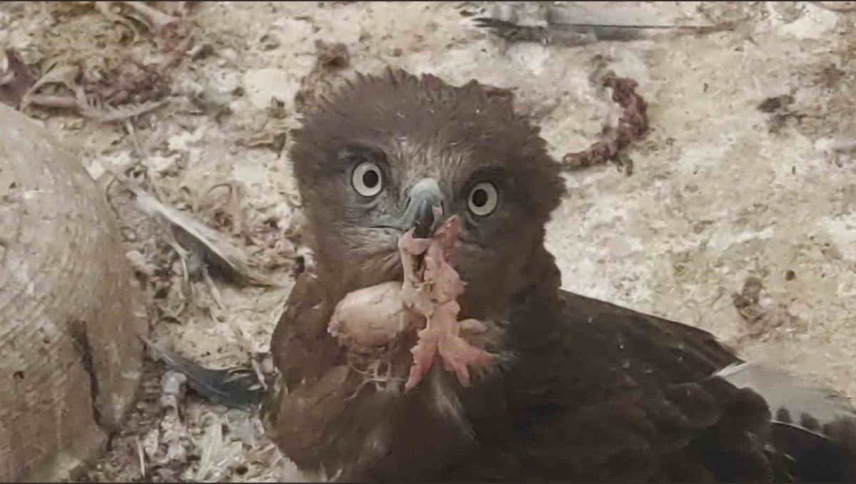 Van'da 2025 yılının ilk çeyreğinde 30 yaban hayvanı tedavi edildi