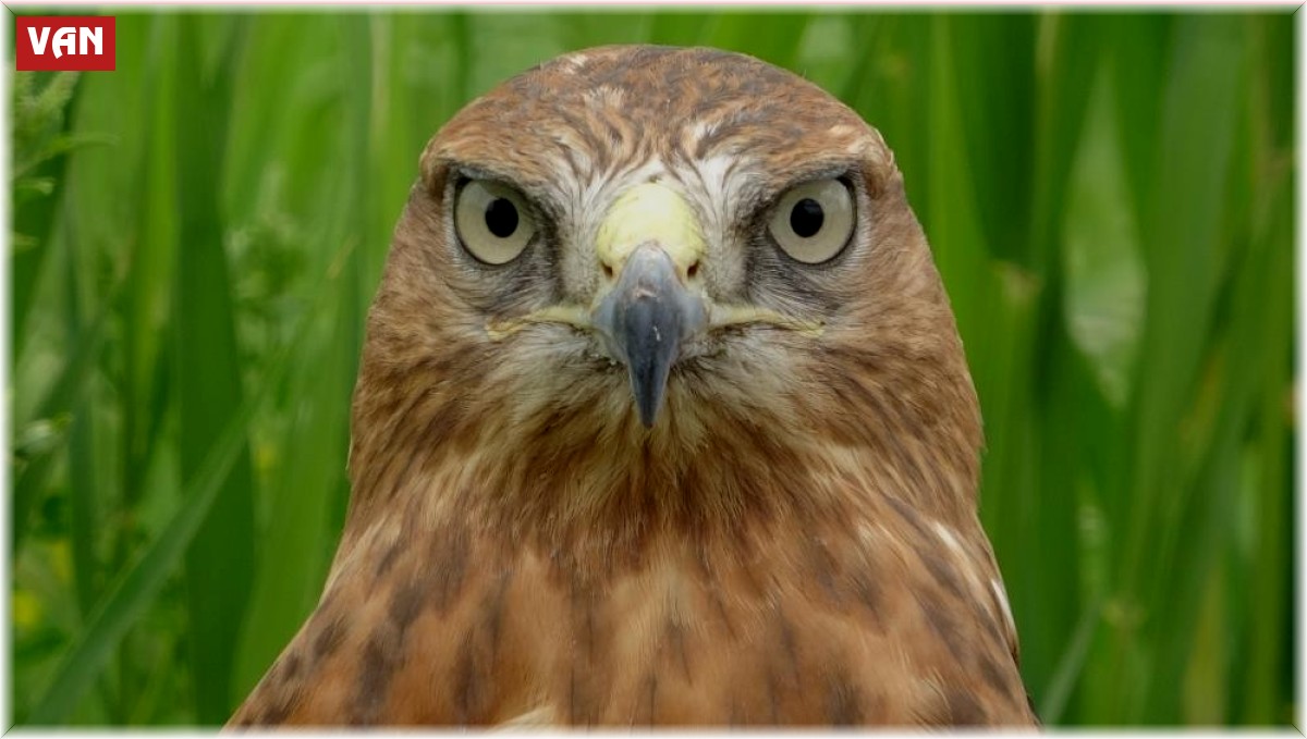 Van'da 250 yaban hayvanı tedavi edilerek doğaya salındı