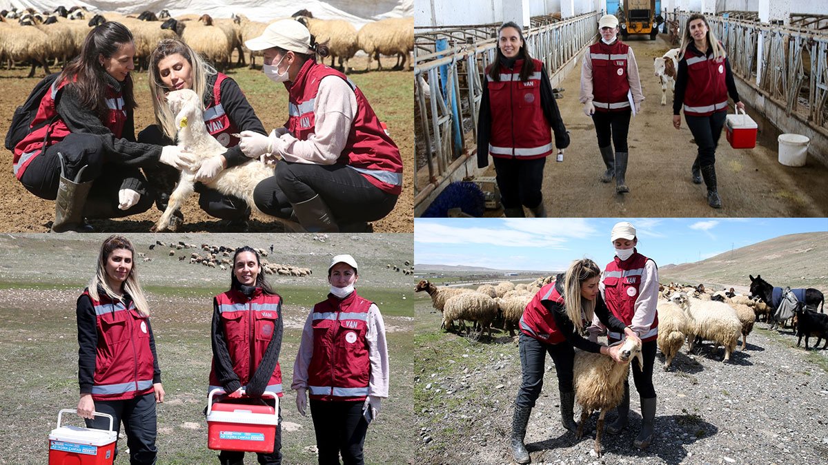 Van'da 3 Kadın Veteriner Köy Köy Gezerek Hayvanları Aşılıyor