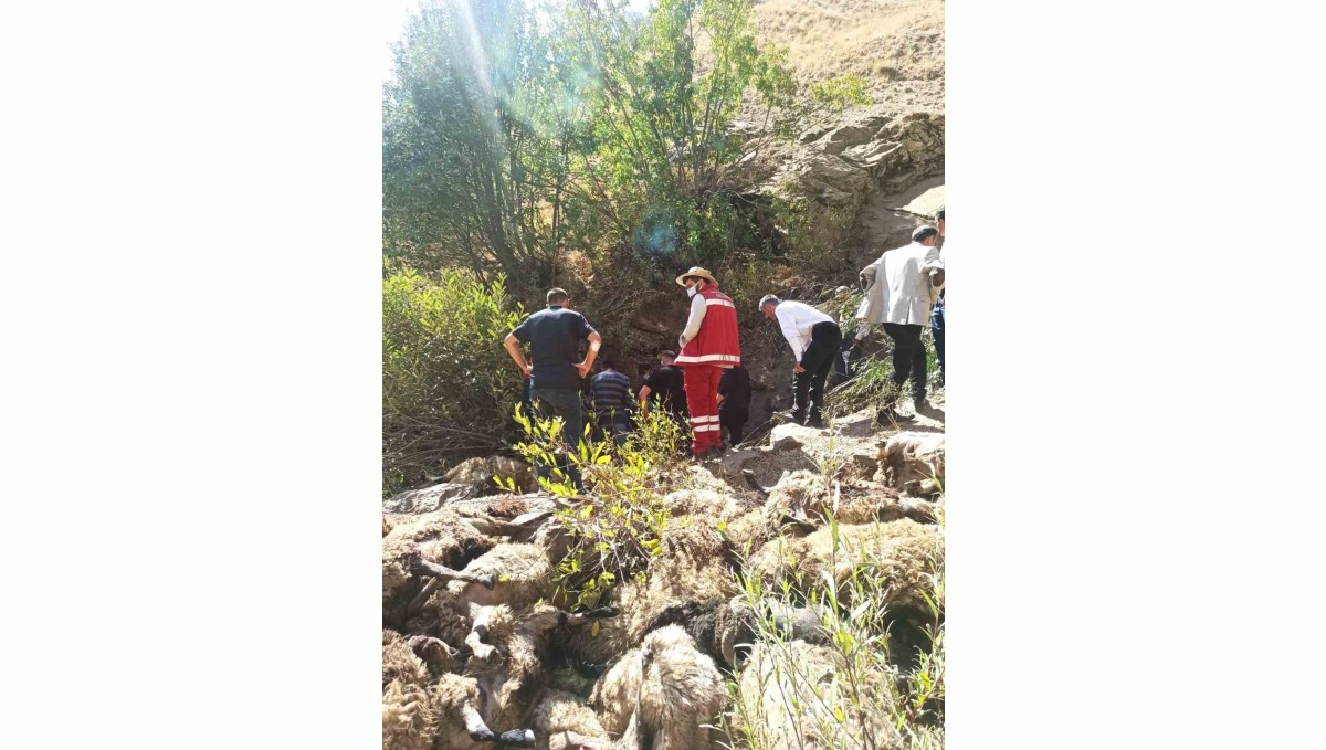 Van'da 334 koyun uçurumdan düşerek telef oldu