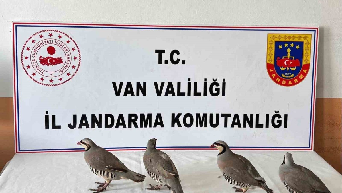 Van'da 4 keklik ele geçirildi