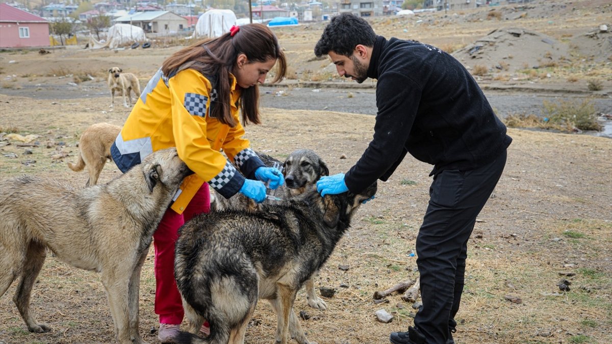 Van'da 5 bin köpeğe kuduz aşısı yapıldı