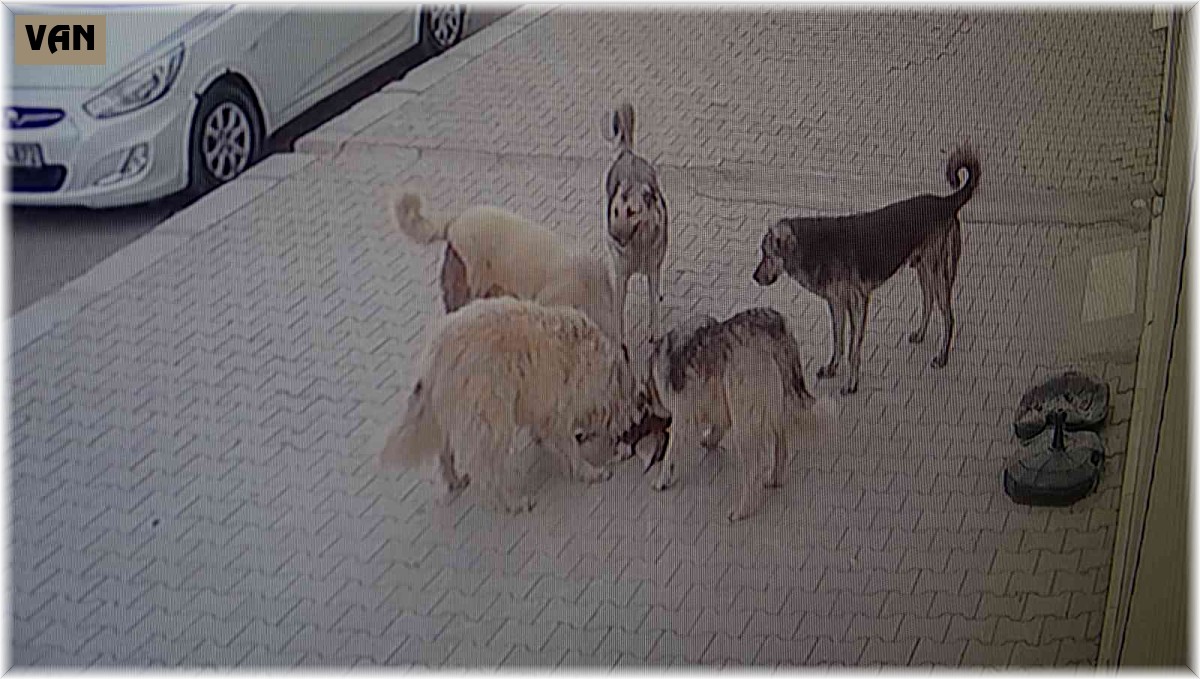 Van'da 5 köpek kediyi parçalayarak öldürdü