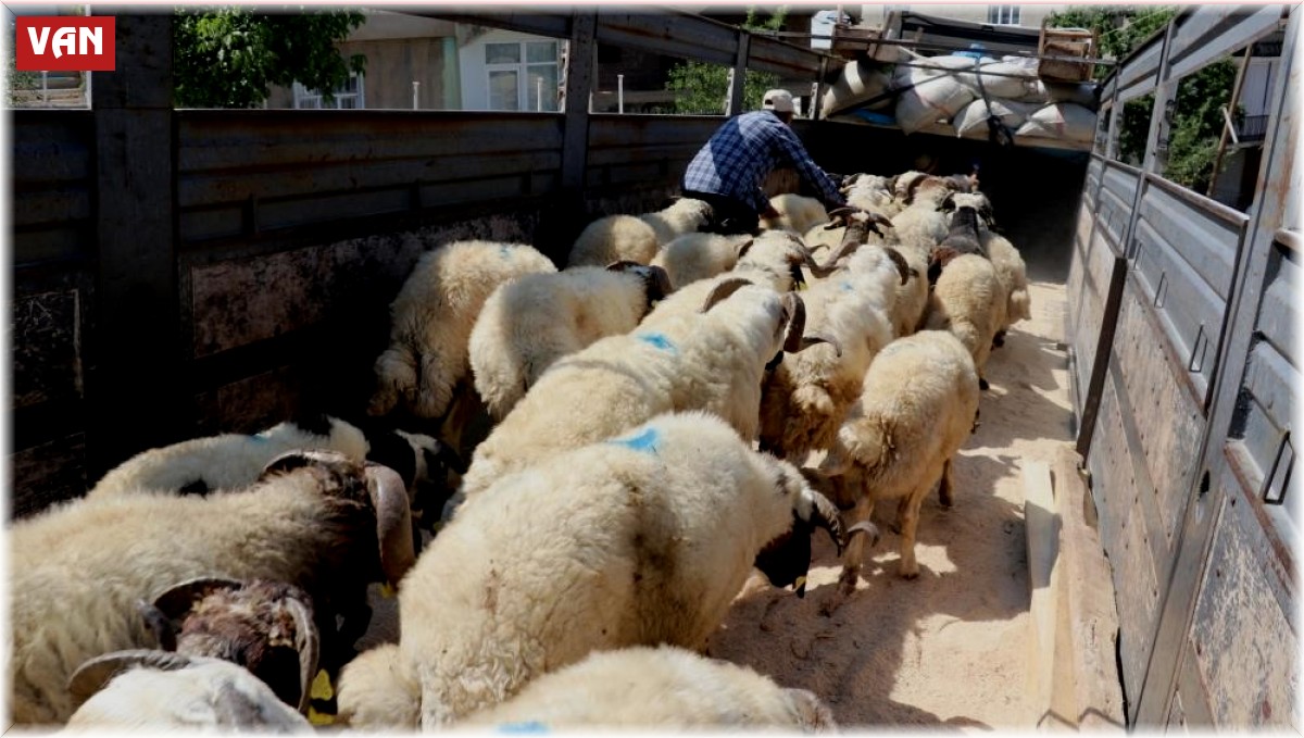 Van'da 58 bin kurbanlık hayvan sevk edilmeye hazır