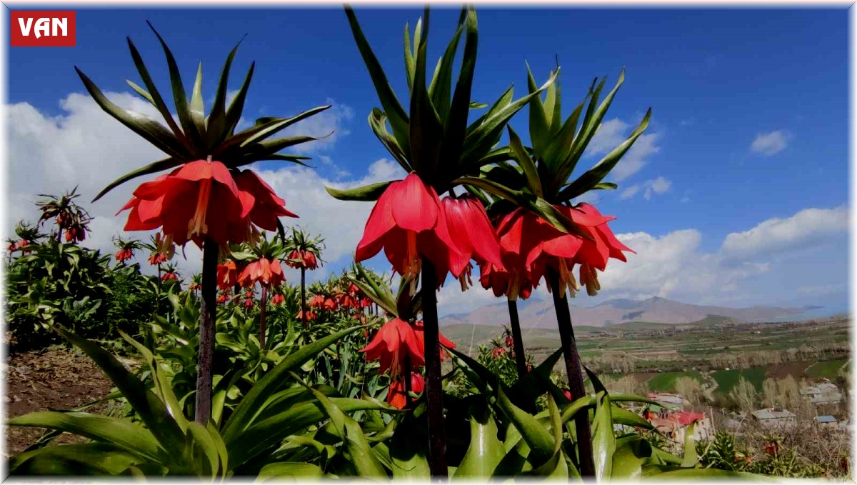 Van'da 60 kilometre arayla iki mevsim yaşanıyor