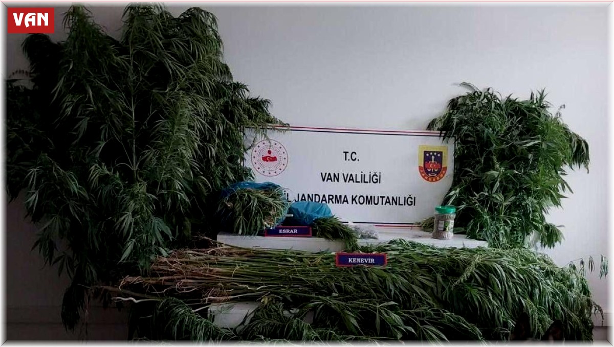 Van'da 605 kök hint keneviri ele geçirildi