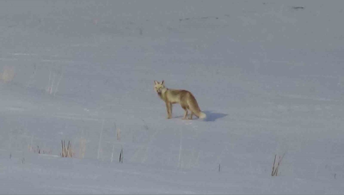 Van'da aç kalan tilkiler yerleşim yerlerine indi