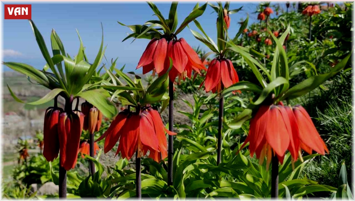 Van'da açan ters laleler göz kamaştırıyor