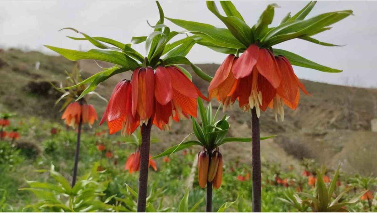 Van'da açan ters laleler ile kardelenler doğayı süsledi