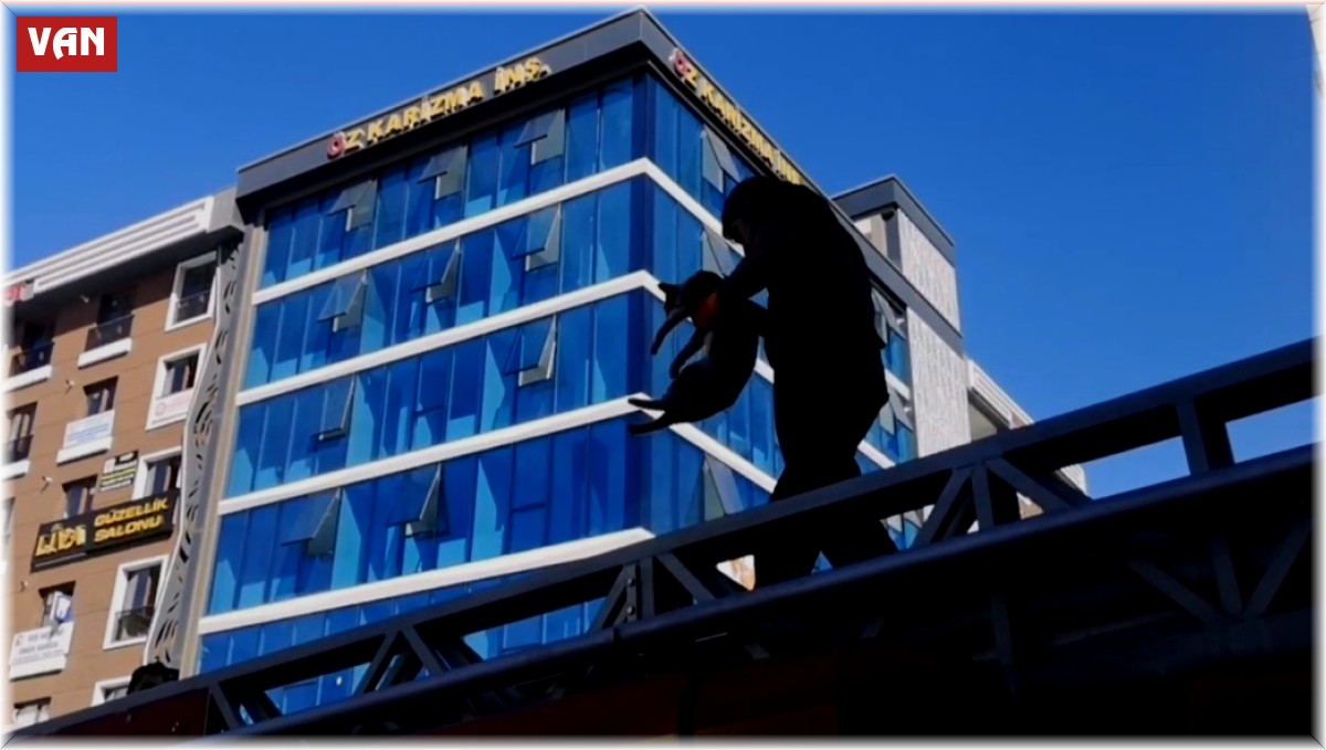 Van'da ağaçta mahsur kalan kedi itfaiye ekipleri tarafından kurtarıldı