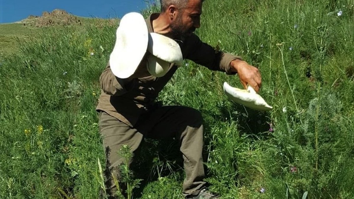 Van'da ağırlıkları 3 kilograma ulaşan mantarlar ilgi çekiyor