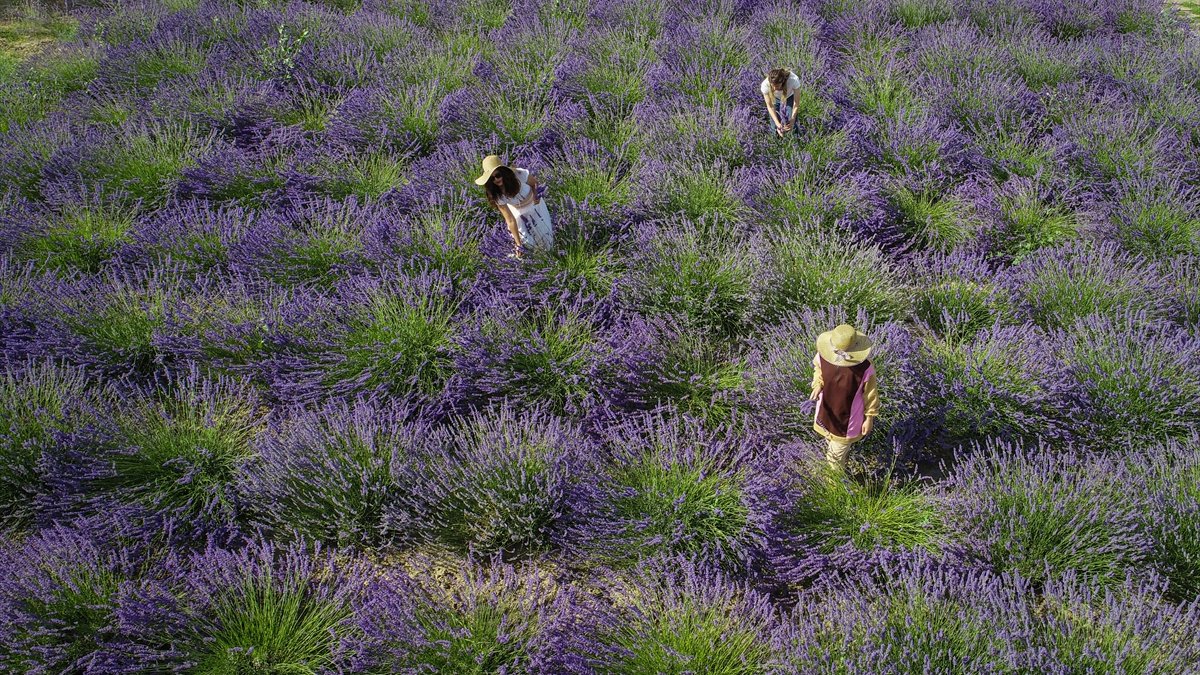 Van'da akademisyenler yetiştirdikleri tıbbi ve aromatik bitkilerin hasadına hazırlanıyor