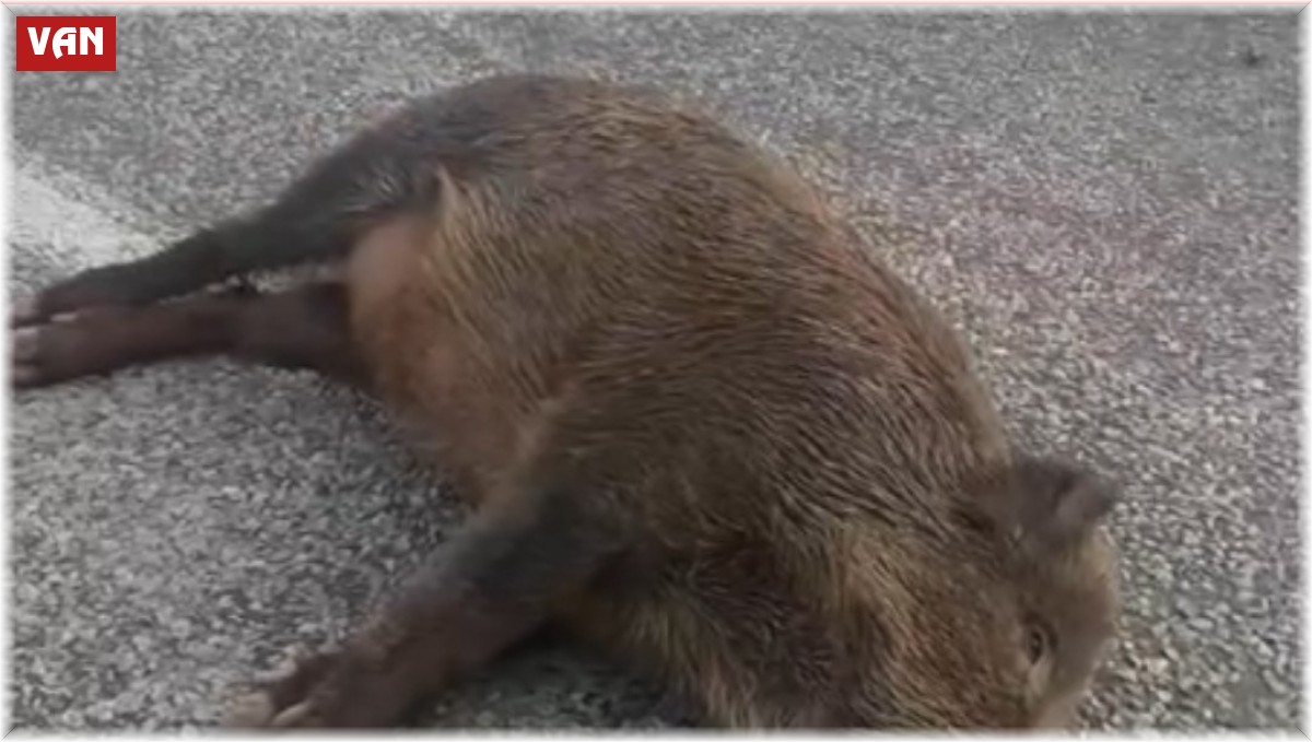 Van'da araç yaban domuzuna çarptı