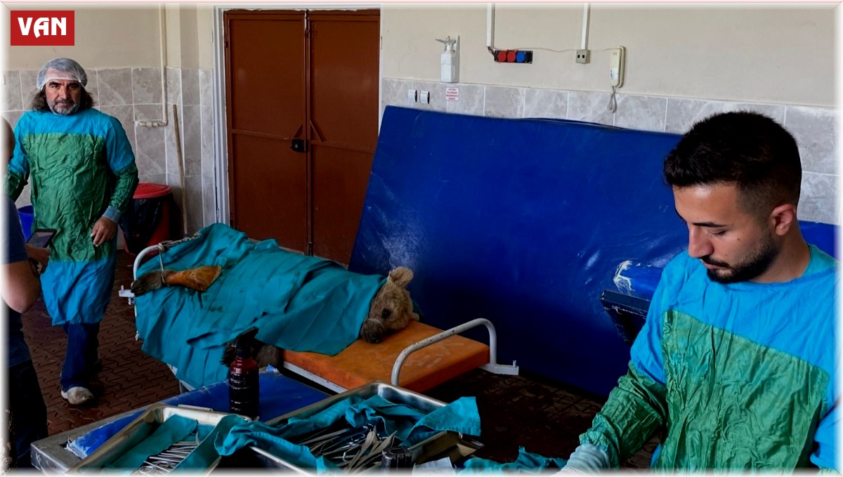 Van'da aracın çarptığı ayı tedaviye alındı