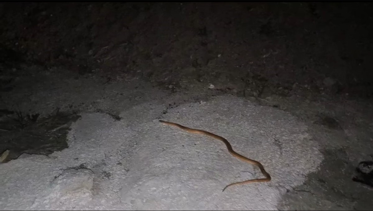 Van'da aracın motoruna giren yılanı DKMP ve itfaiye ekipleri çıkardı