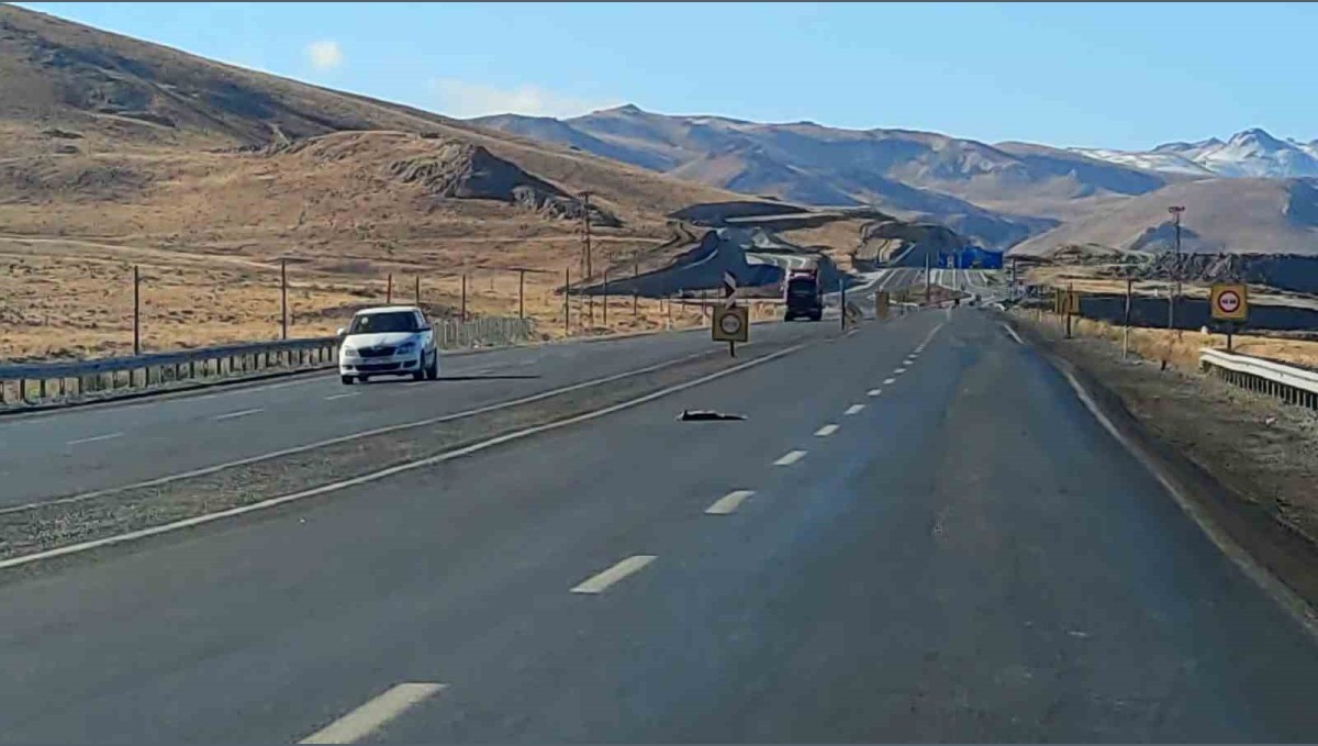 Van'da araçların çarptığı 2 tilki, 1 kartal ve 1 tavşan telef oldu