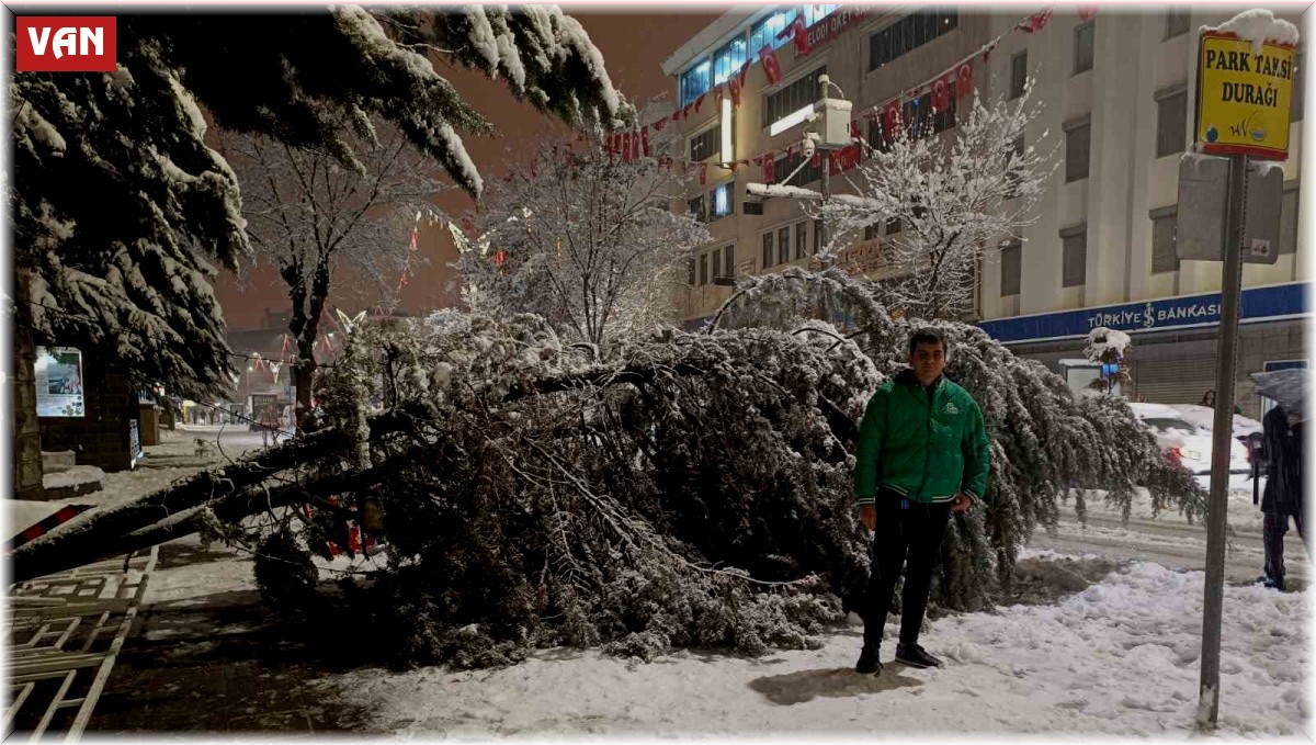 Van'da aşırı kar yağışına dayanamayan ağaç yola devrildi