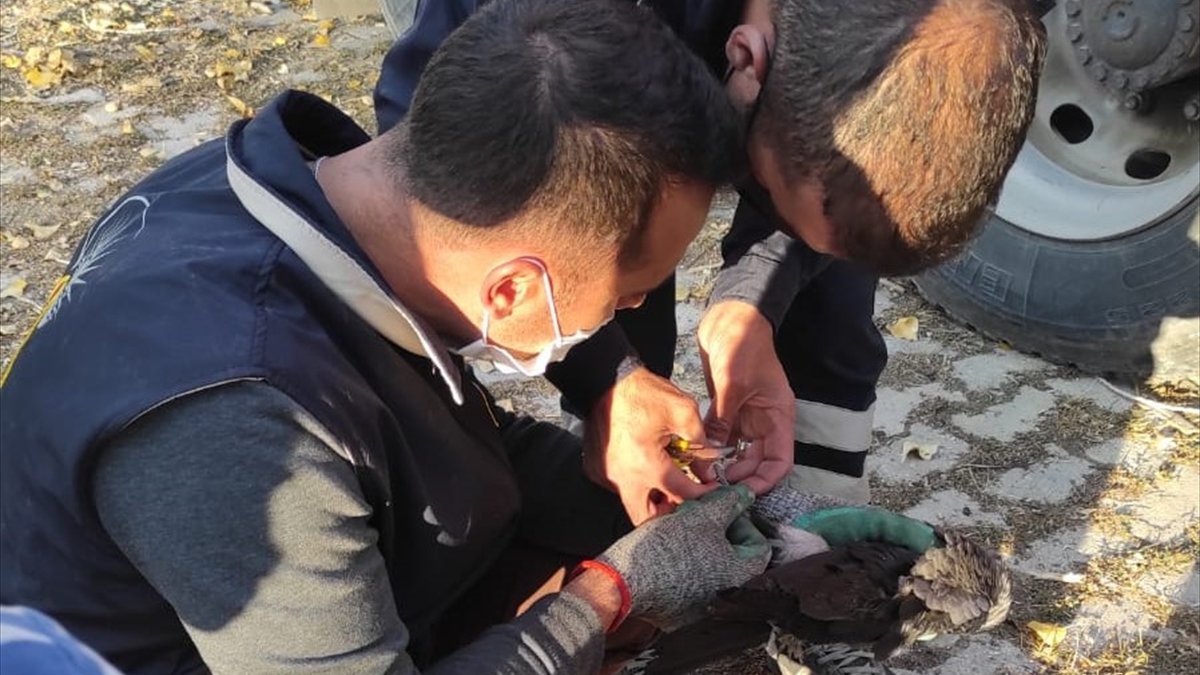 Van'da ayağına dolanan ip yüzünden ağaçta mahsur kalan karga kurtarıldı