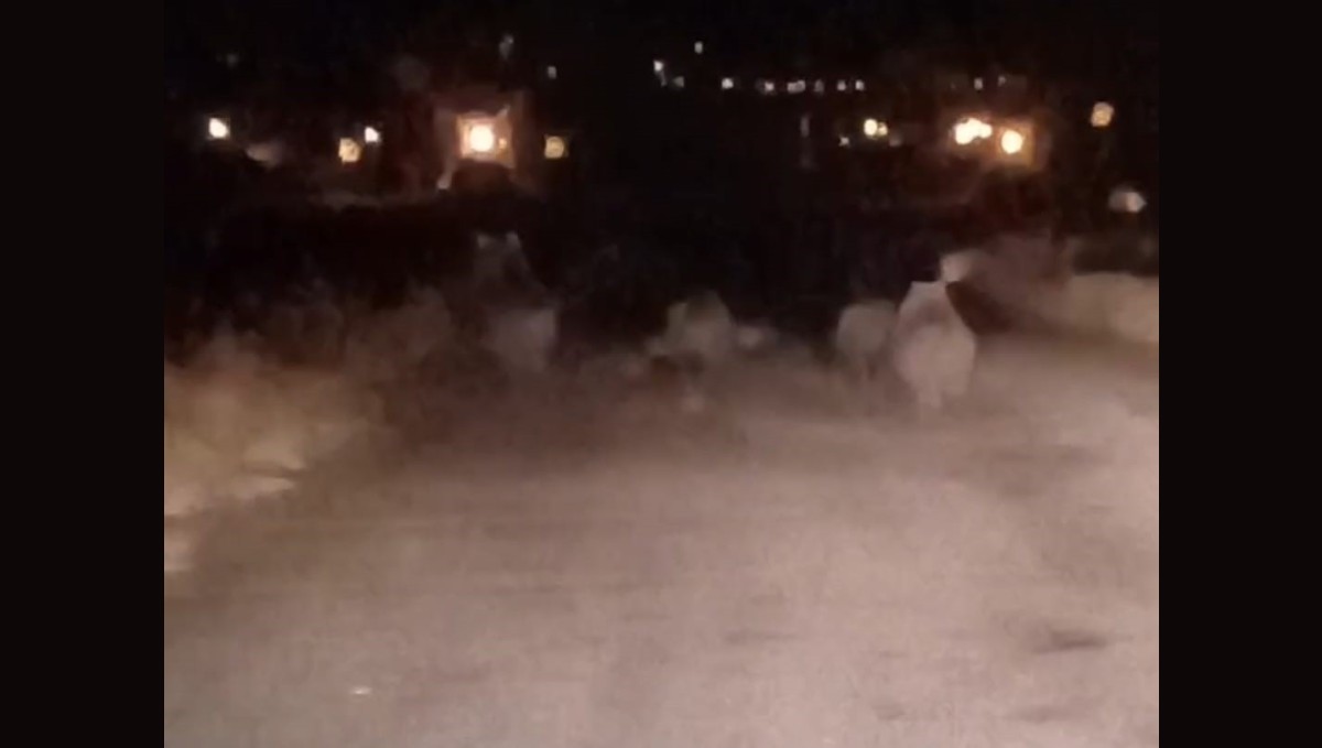 Van'da ayı sürüsü kameraya yansıdı