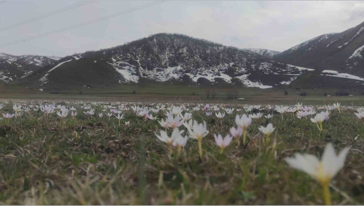 Van'da baharın müjdecisi kardelenler açtı