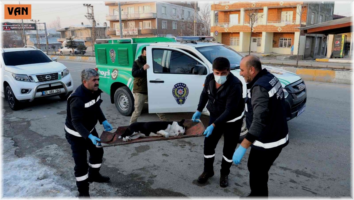 Van'da başıboş dolaşan pitbull koruma altına alındı
