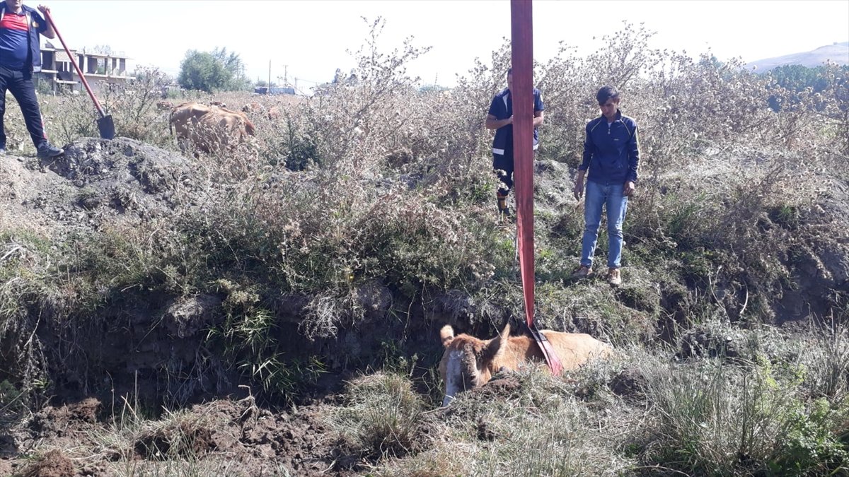 Van'da bataklığa saplanan ineği itfaiye kurtardı