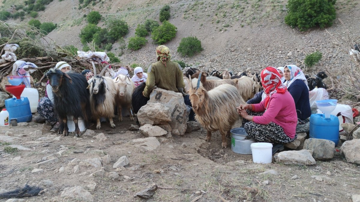 Van'da 'berivanlar' süt sağmak için her gün kilometrelerce yürüyor