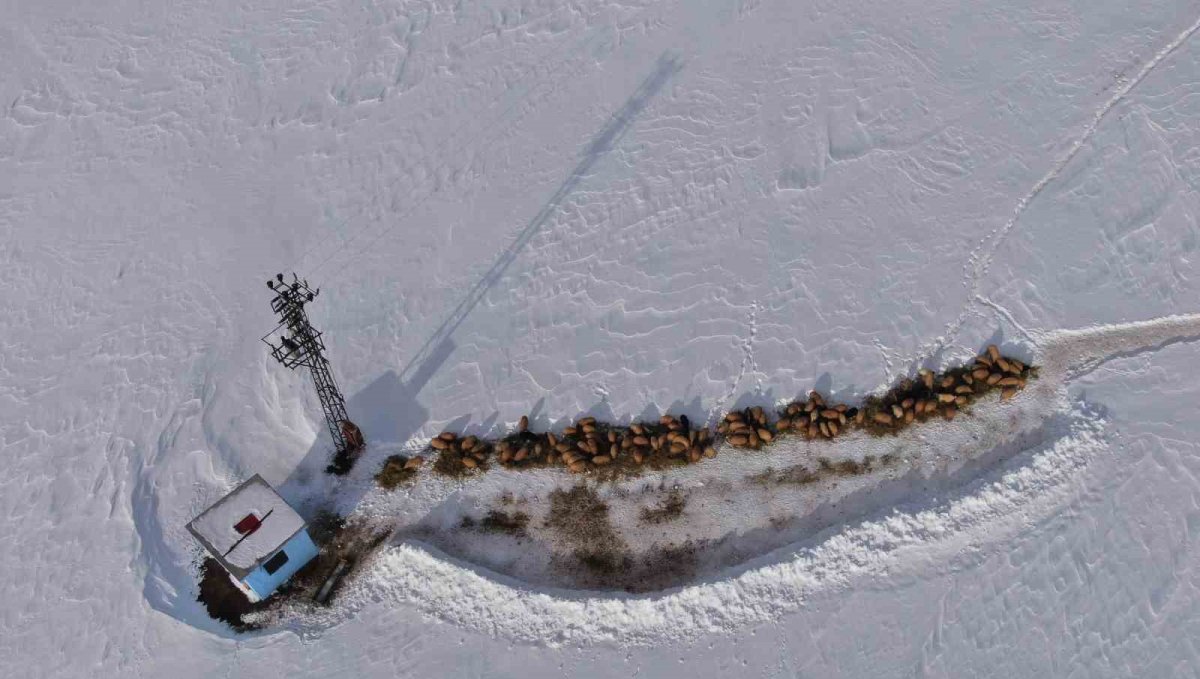 Van'da besicilerin karda zorlu mesaisi sürüyor