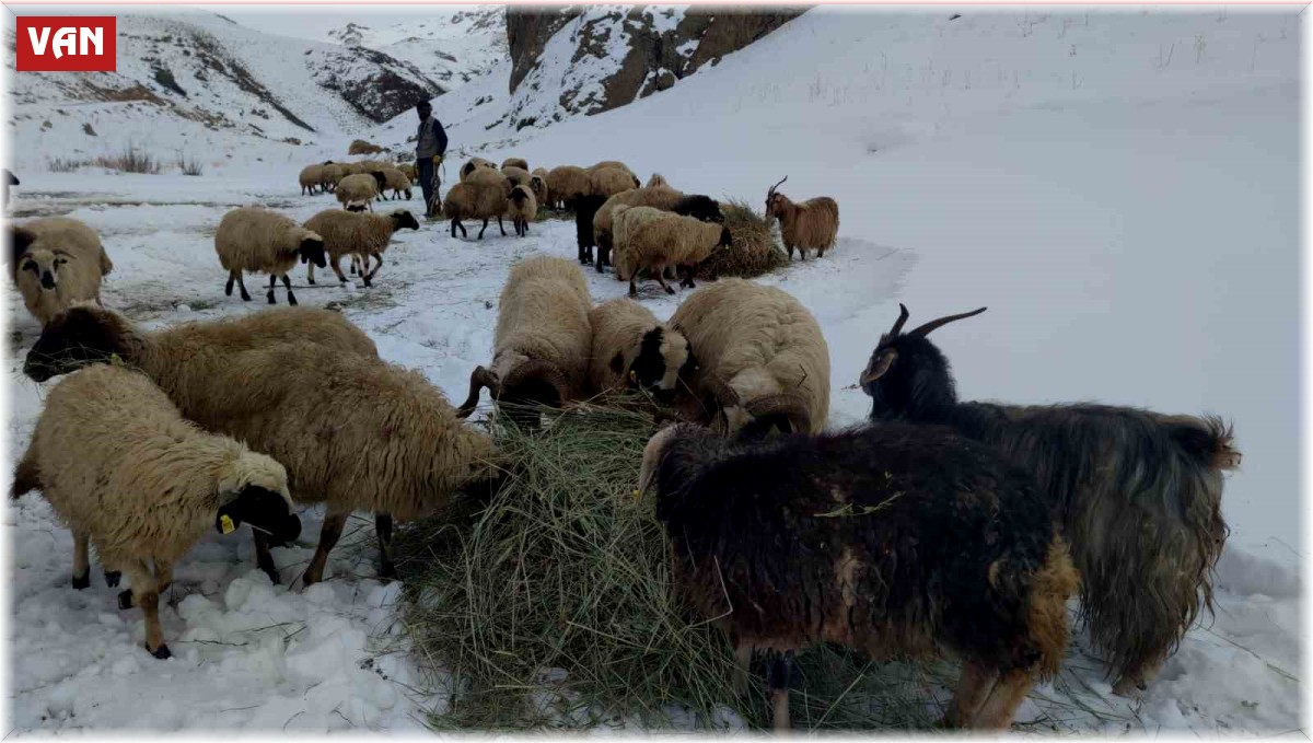 Van'da besicilerin zorlu kış mesaisi