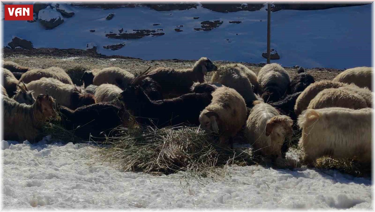 Van'da besicilerin zorlu kış mesaisi devam ediyor