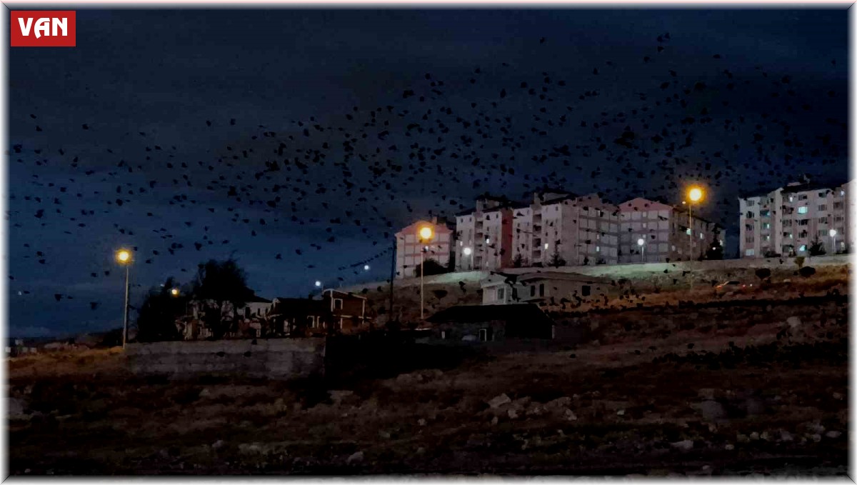Van'da binlerce karga gökyüzünü kapladı