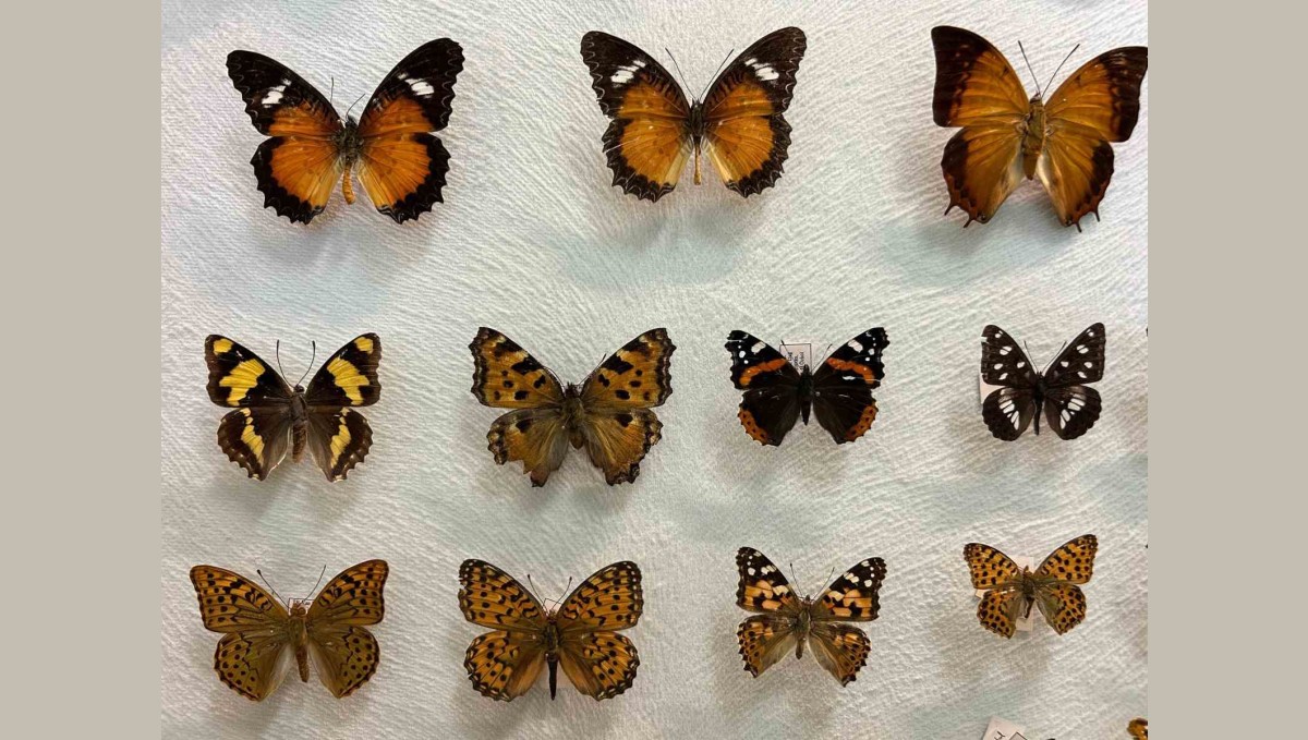 Van'da binlerce kelebeğin korunduğu araştırma koleksiyonu büyüyor