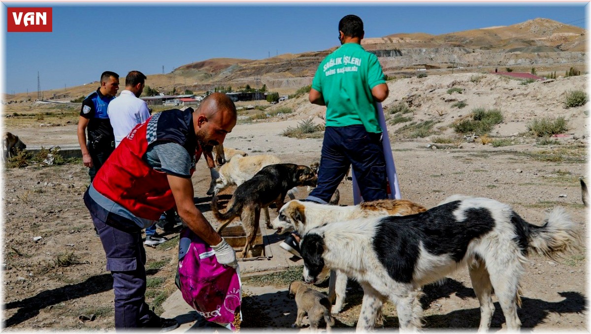 Van'da bir yılda 10 bin 595 sokak hayvanı tedavi edildi