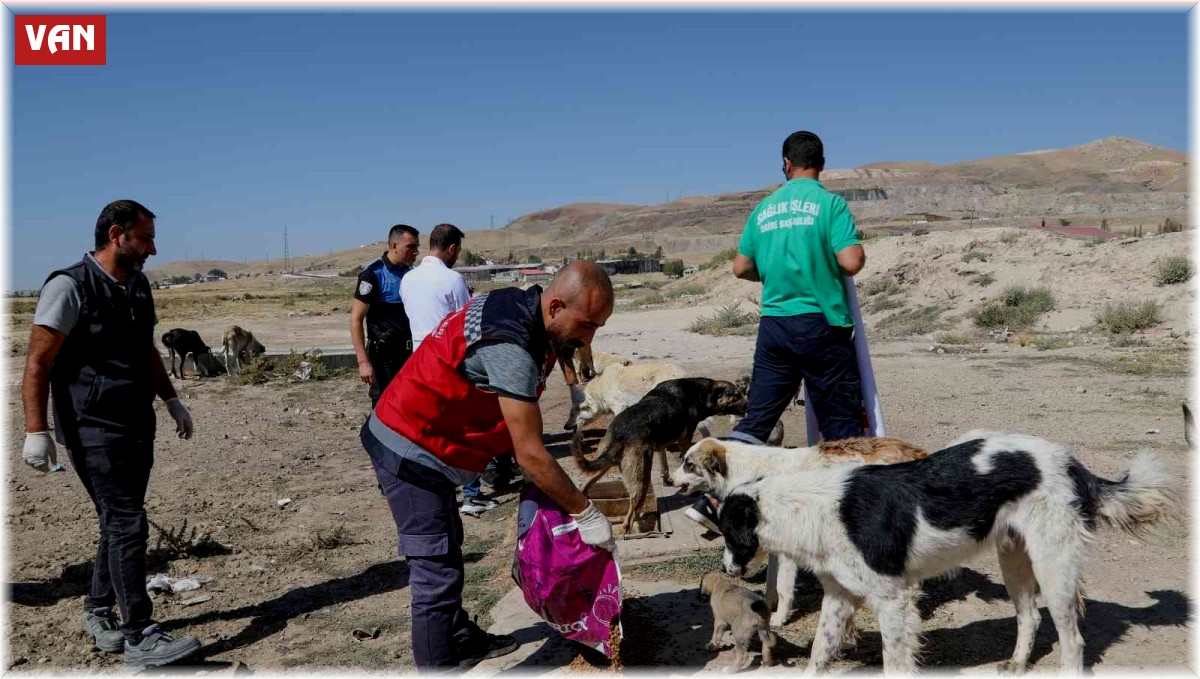 Van'da bir yılda 7 bin 500 sokak hayvanı tedavi edildi
