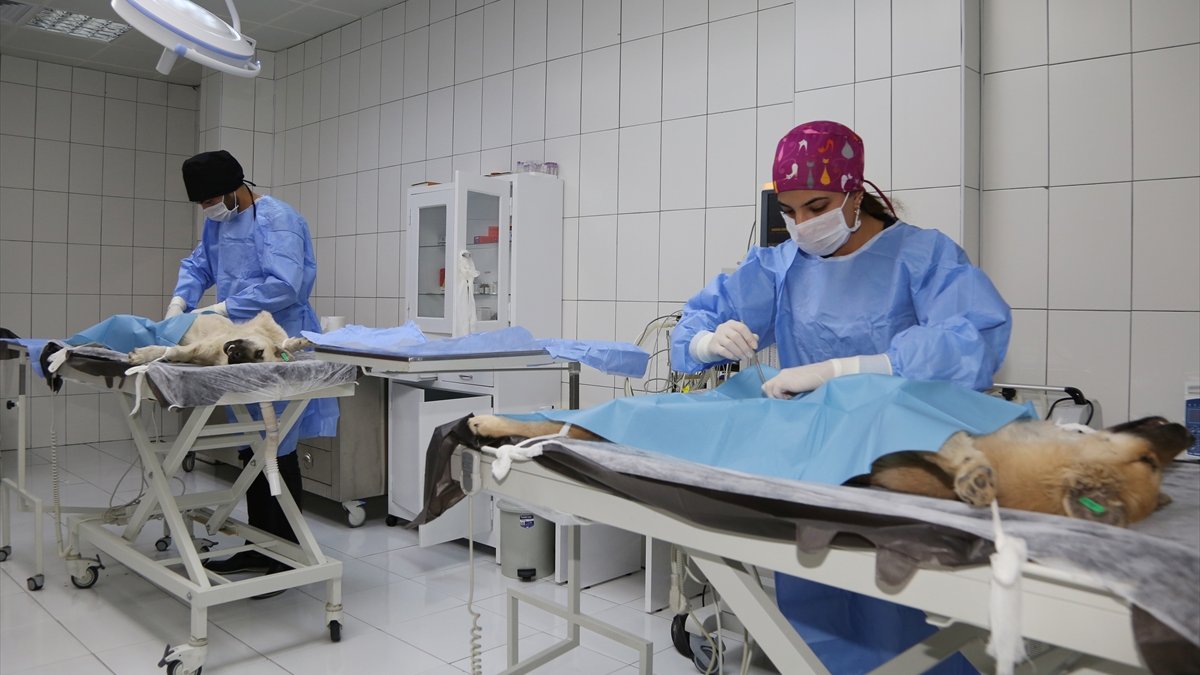 Van'da bir yılda 7 bin 533 hayvan tedavi edildi