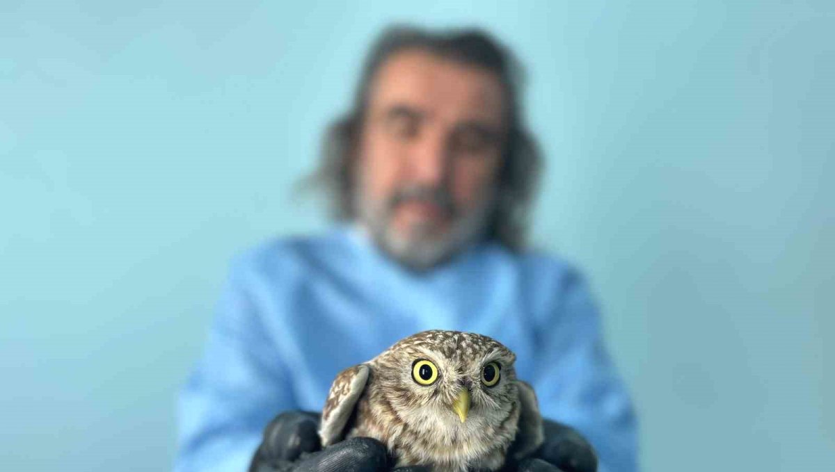 Van'da bitkin düşen yaban hayvanlarına şefkat eli