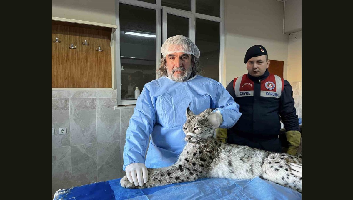 Van'da bitkin halde bulunan vaşak tedavi altına alındı