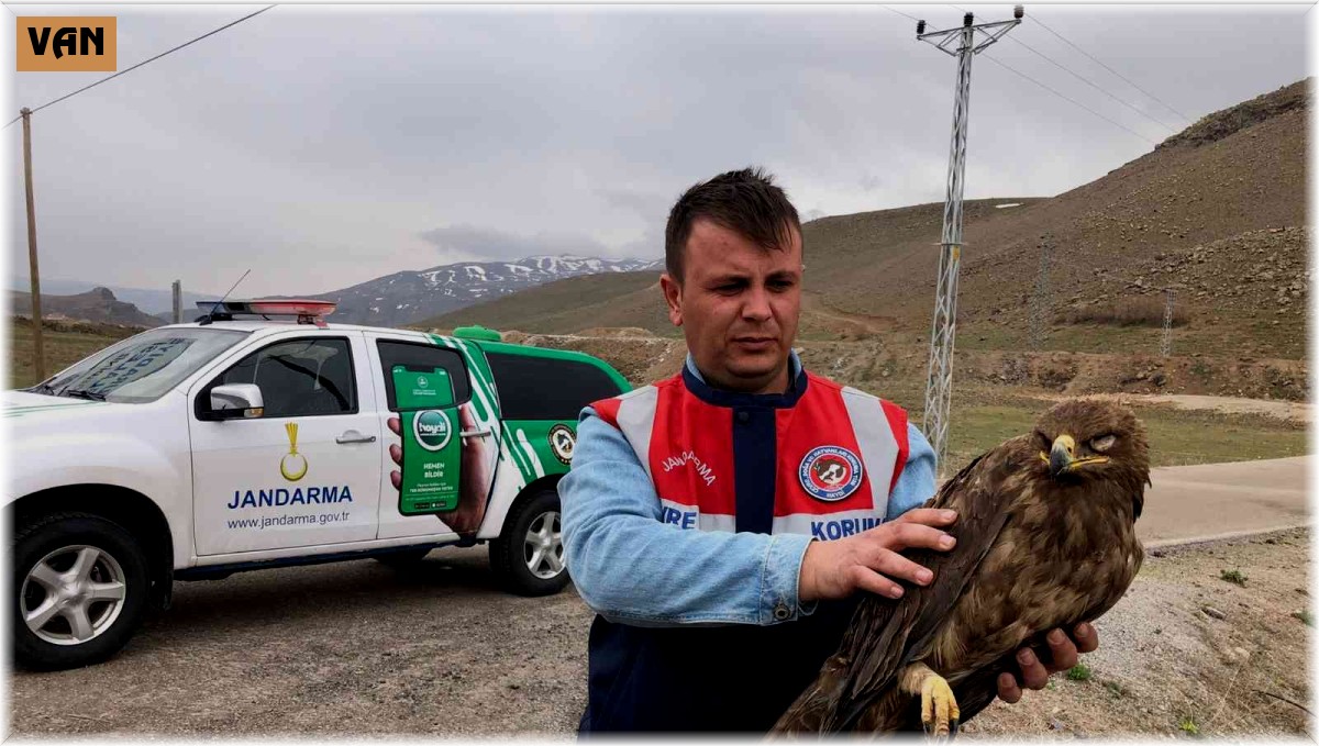 Van'da bulunan kartal tedaviye alındı