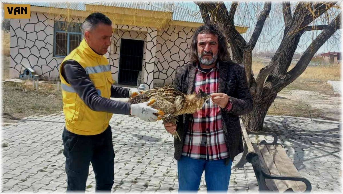 Van'da bulunan yaralı Balaban tedavi altına alındı