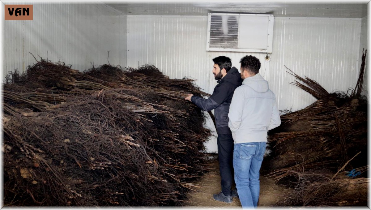 Van'da çiftçilere yüzde 50 hibe ile ceviz fidanı dağıtımı