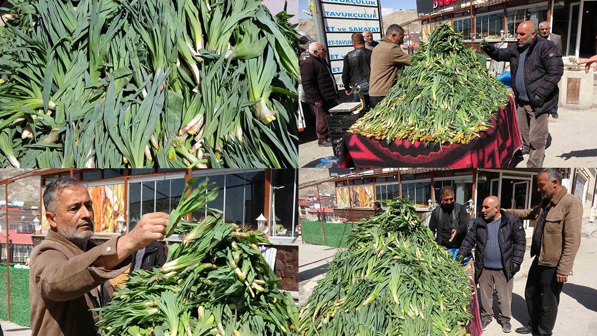 Van'da çiriş otu tezgahlarda yerini aldı: Kilosu 100 TL'den satılıyor