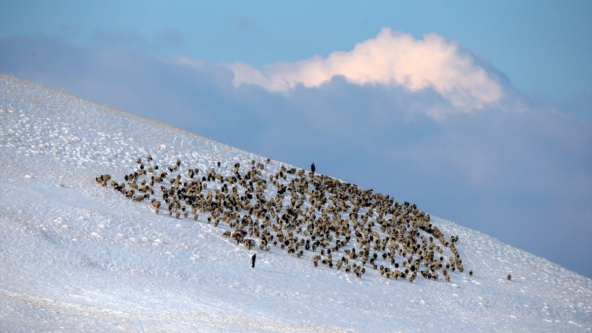 Van'da çobanlar aniden bastıran kar ve tipi nedeniyle zor anlar yaşadı