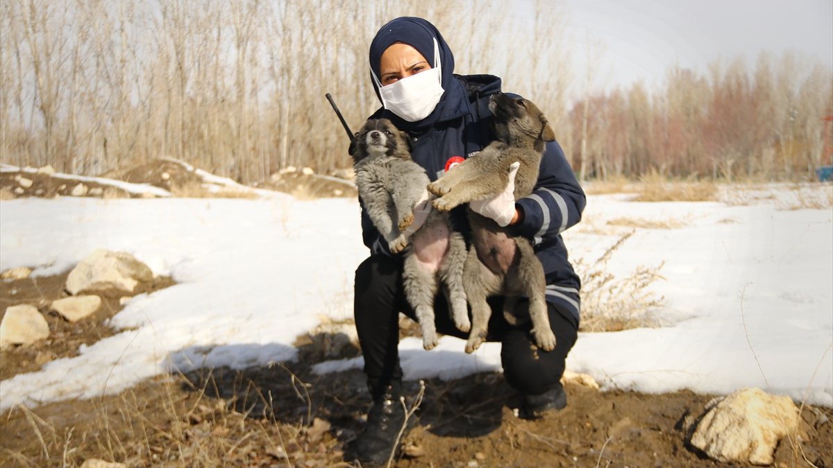 Van'da dağlık alanda "drone" ile yerleri belirlenen sokak hayvanlarının bakımı yapıldı