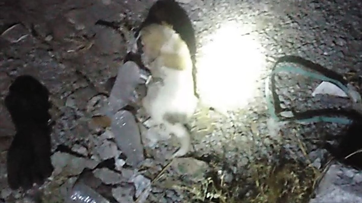 Van'da dereye düşen yavru köpeği itfaiye kurtardı