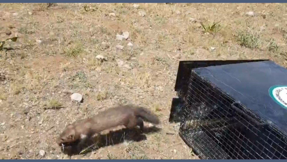 Van'da eve giren 2 sansar yakalanarak doğaya bırakıldı