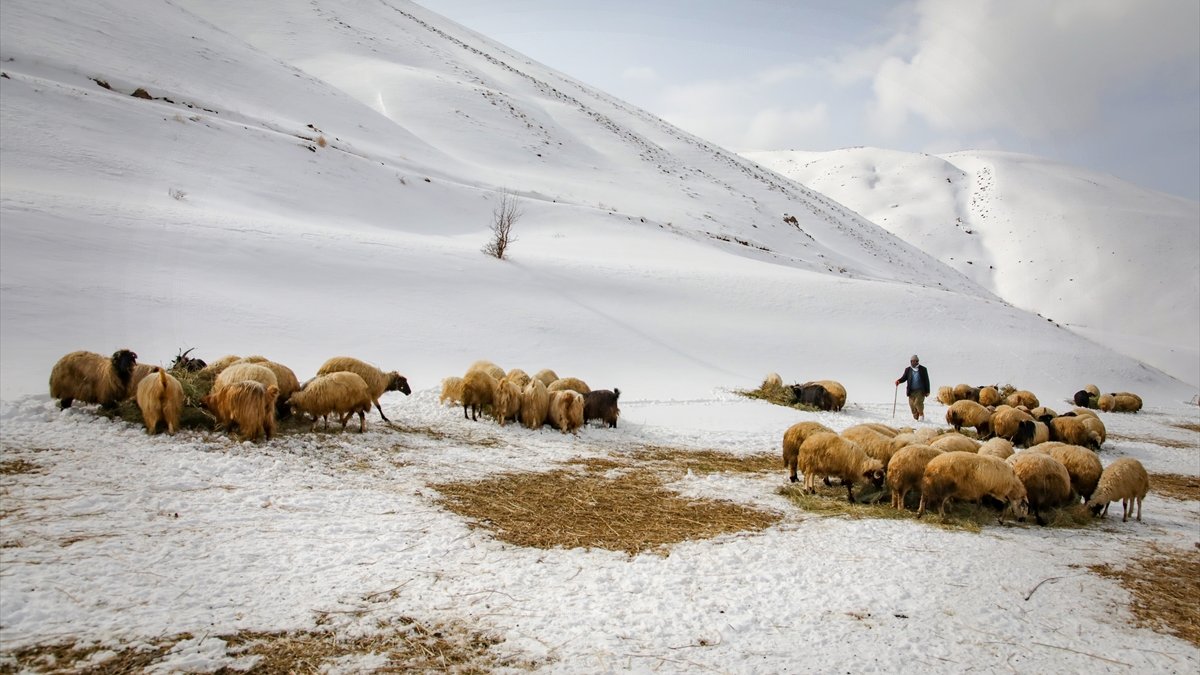 Van'da faizsiz kredi desteğiyle küçükbaş hayvan varlığı artırılacak