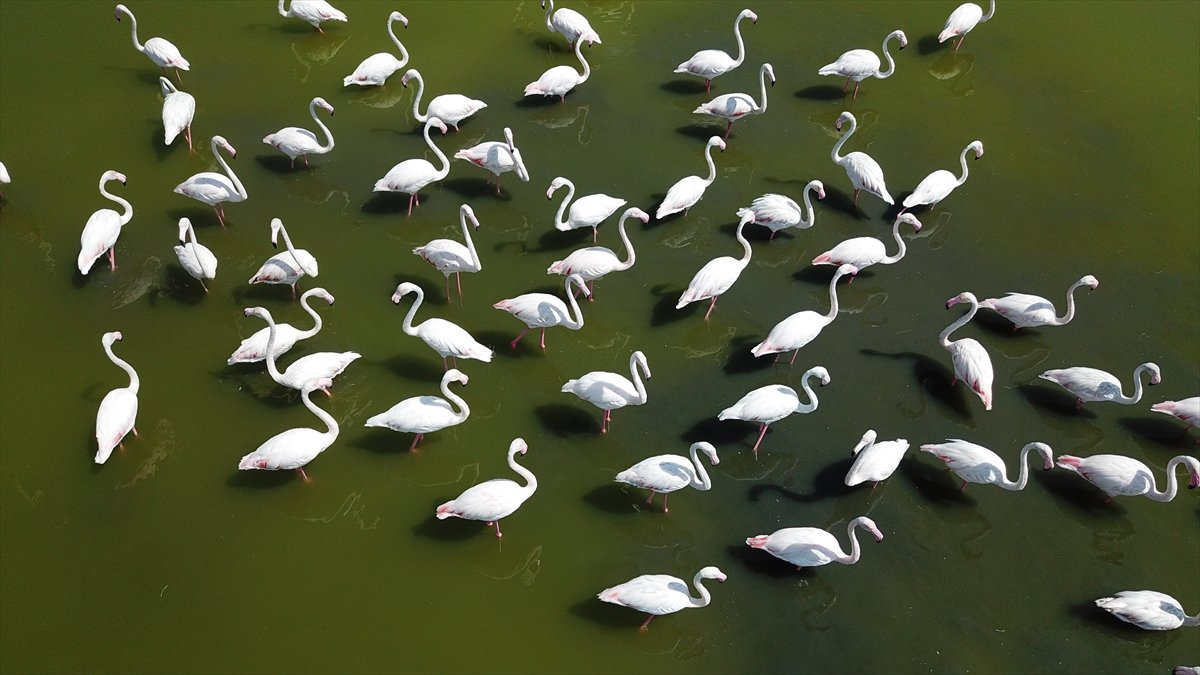 Van'da flamingoların konakladığı alanlar turizme kazandırılacak
