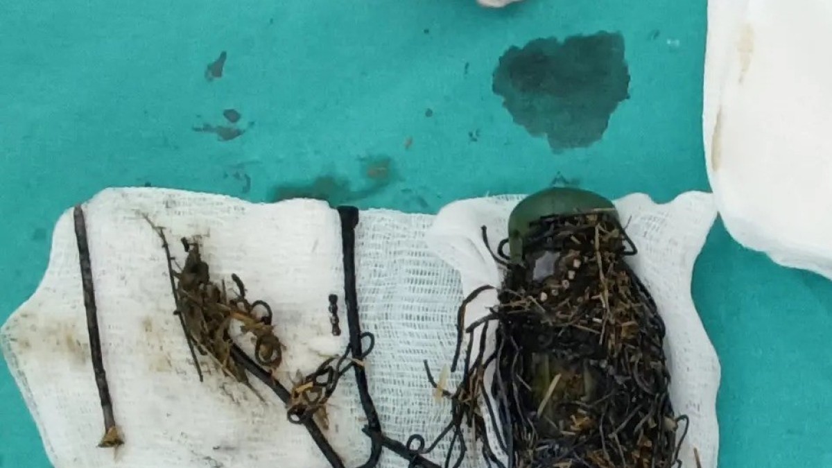 Van'da ineğin karnından bir avuç çivi ve tel parçaları çıktı